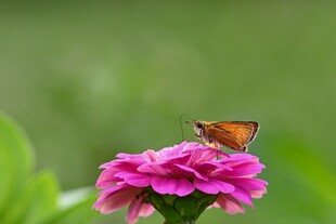 蝴蝶停驻于娇艳粉花