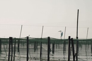海边养殖场景