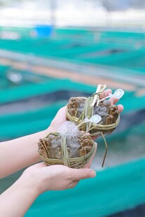 手中鲜活螃蟹