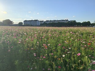 花海美景