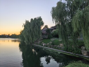 湖畔垂柳映晚霞美景