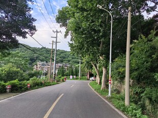 乡村林荫路