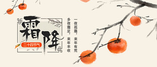 霜降柿子图秋意正浓