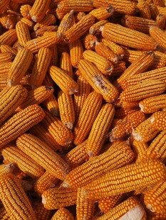 饱满诱人的玉米棒