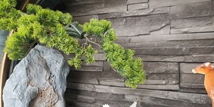 石边绿植与古朴木墙