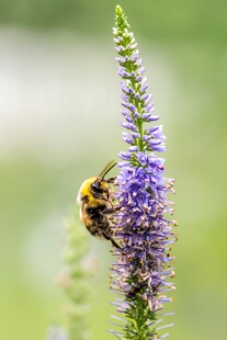 蜜蜂停驻紫色花茎上