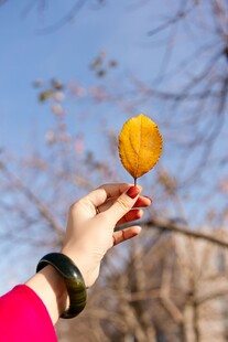 手擎秋叶