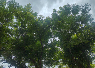 树叶天空