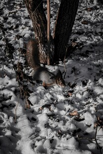 雪地中觅食的松鼠