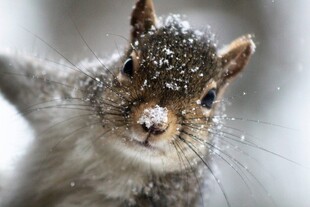 雪中松鼠绒毛落满雪花