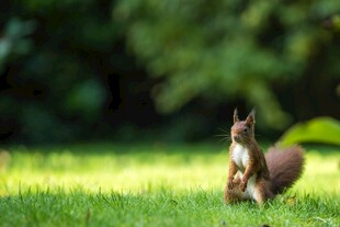 草地上的可爱松鼠