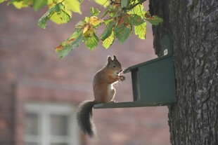 松鼠在信箱旁觅食