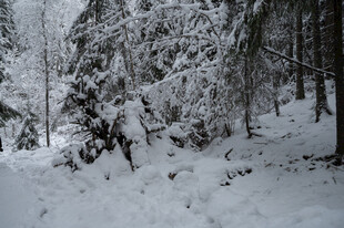 冬日雪覆森林美景