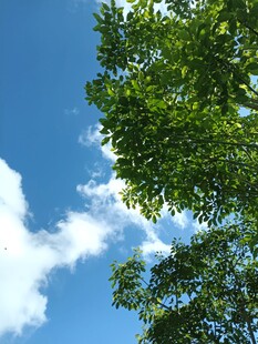 蓝天绿树间的清新景致