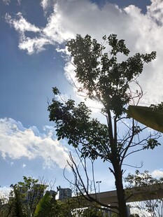 阳光下的绿树与蓝天白云
