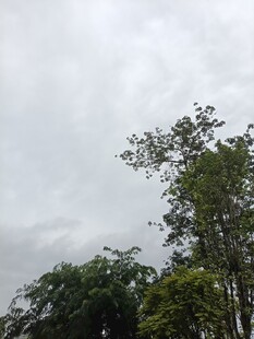 阴天中的树木景观