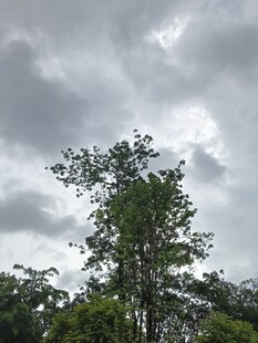 阴天中的挺拔树木