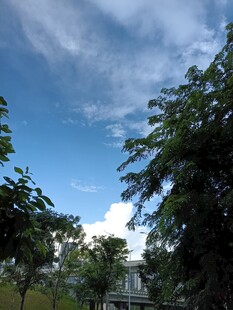 蓝天绿树间的清新景致