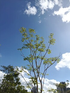 蓝天绿树间的清新景致