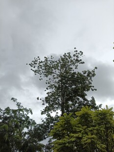 阴天中的繁茂树木
