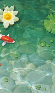 水中睡莲与灵动红金鱼