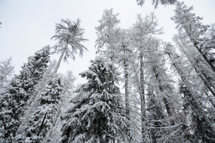 雪覆森林树木银装素裹