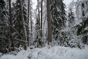 冬日雪覆森林美景