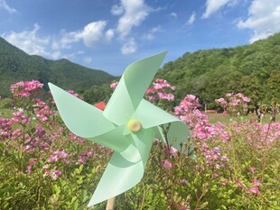 绿风车绽放在烂漫花丛中
