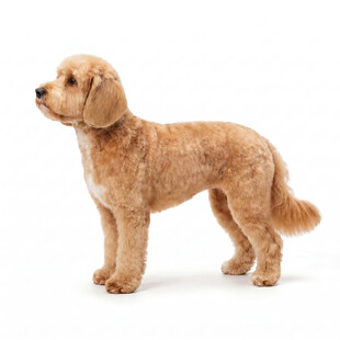 体毛后的可卡布犬