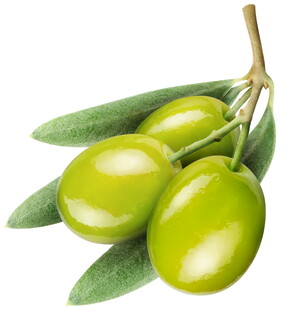 鲜绿橄榄枝上的饱满果实