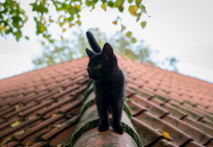 黑猫立于红瓦屋顶