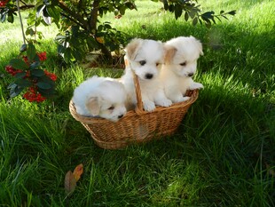 草地上篮子里的可爱幼犬
