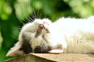 酣睡的猫咪
