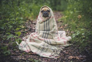 裹毯子的狗狗在林间