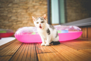 可爱小猫站在木地板上