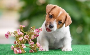 萌犬嗅闻粉色小花