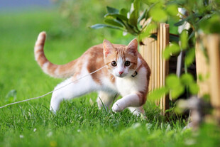 草地上奔跑的可爱小花猫