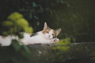 慵懒猫咪惬意趴卧绿植间