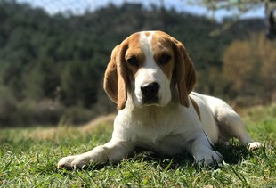 草地上的可爱小猎犬