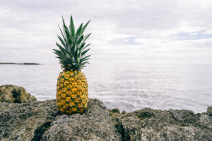 海边岩石上的金黄菠萝
