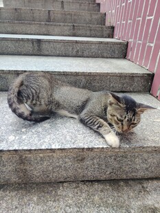 猫咪