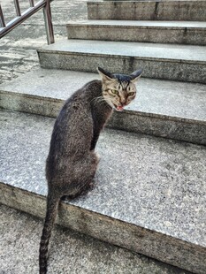 台阶上的猫咪