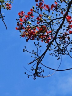 蓝天映衬下的艳丽红棉花