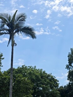 蓝天椰树风景