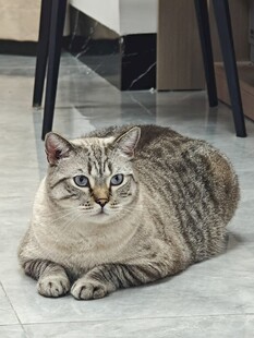 慵懒猫咪趴地惬意模样