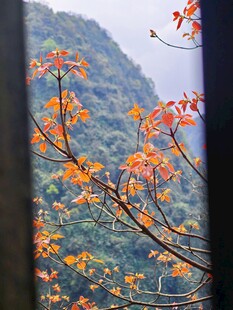 窗外秋景红叶与青山