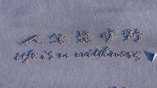 沙滩上的wildness