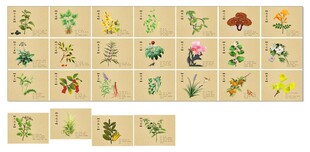 植物标本卡片展示