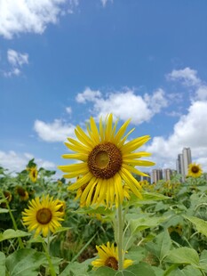 向日葵
