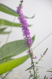 千屈菜紫色花枝特写